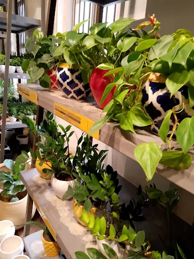 Premium Designer Ceramic Pots & Low-Maintenance Indoor Plants - SVR Gardens